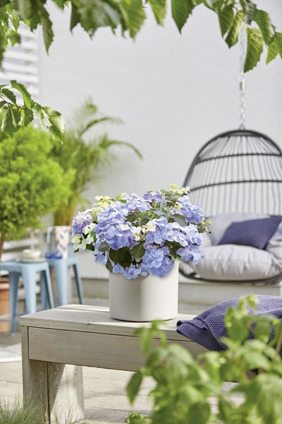 Girlanden-Hortensie 'French Bolero'� blau