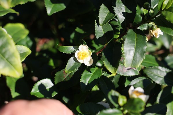 Th&eacute; Matcha, Fresh-Tea, Bloomtea, Th&eacute;, Camellia sinensis