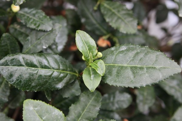 Pr&eacute;paration du th&eacute; Matcha, Fresh-Tea, Tearoma, Th&eacute;, Camellia sinensis