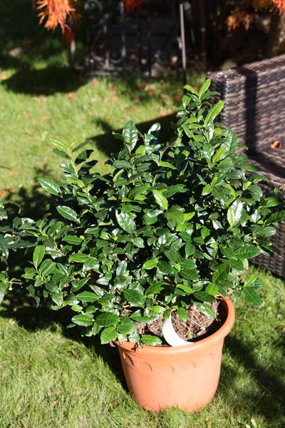 Echter Tee Fresh-Tea�, 'Teabux'�, Camellia sinensis im 15 Liter Topf