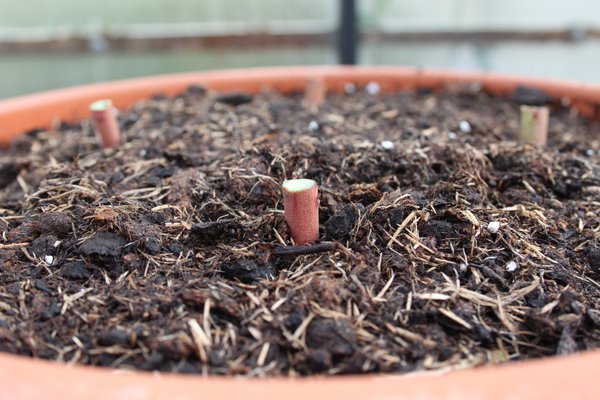 Multiplier un myrtillier Lubera
