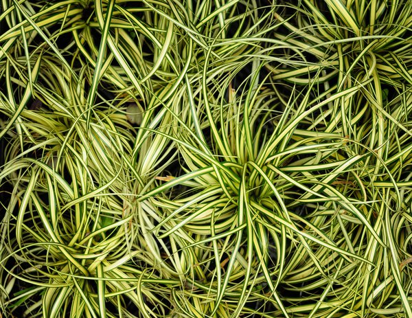 La&icirc;che &agrave; feuilles &eacute;troites (Carex stenophylla)
