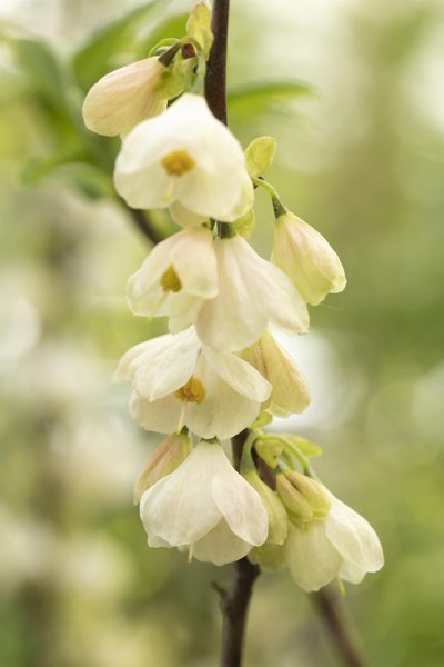 Halesia carolina Schneegl�ckchenstrauch