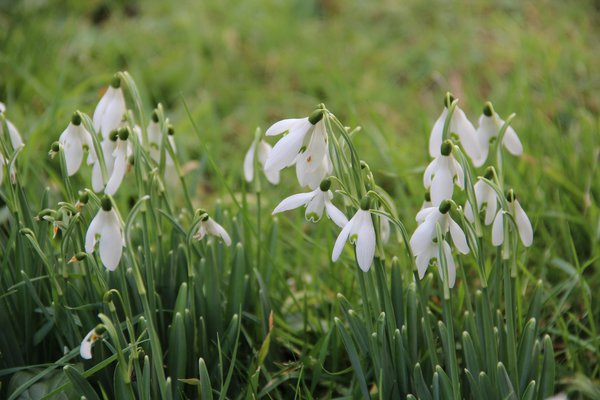 Fourmis dans le jardin, perce-neige, Galanthus nivalis, Lubera