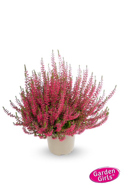 Winterharte Knospenheide Gardengirls� 'Angie' (S)