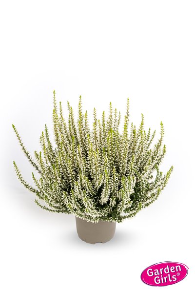 Winterharte Knospenheide Gardengirls� 'Elisa' (S)