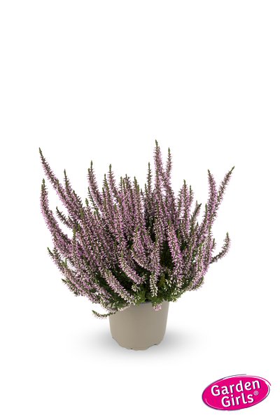 Winterharte Knospenheide Gardengirls� 'Hilda' (S)