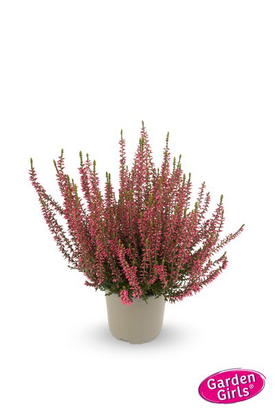 Winterharte Knospenheide Gardengirls� 'Katja' (S)
