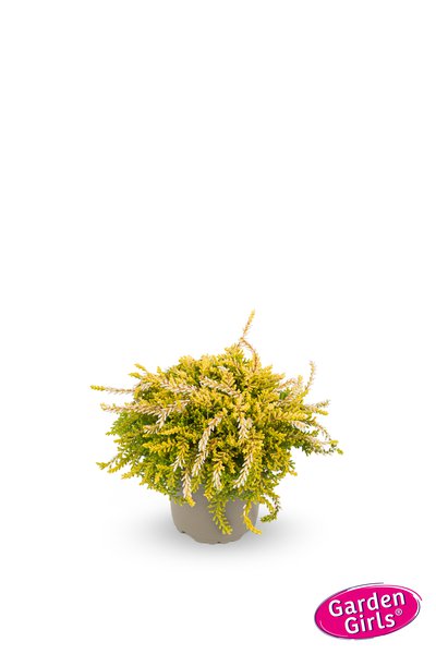 H�ngende Knospenheide Rasta Girls 'Netty' (S)