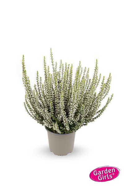Winterharte Knospenheide Gardengirls� 'Weisse Rita' (S)