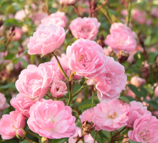 Entretien des rosiers The Fairy - rosa rosier couvre-sol Lubera