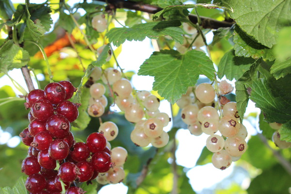 Groseilliers roses et blancs Mehrbeere, &agrave; acheter chez Lubera