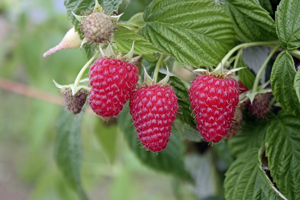 Framboisier Primeberry&reg; Autumn First&reg;