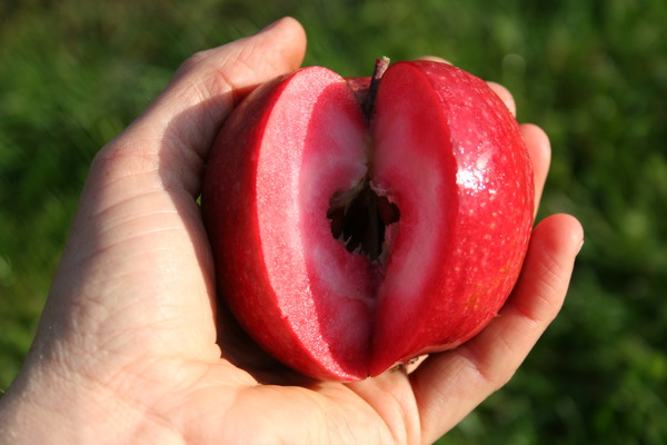 Pommes bonnes pour la sant&eacute; Redlove Odysso Lubera