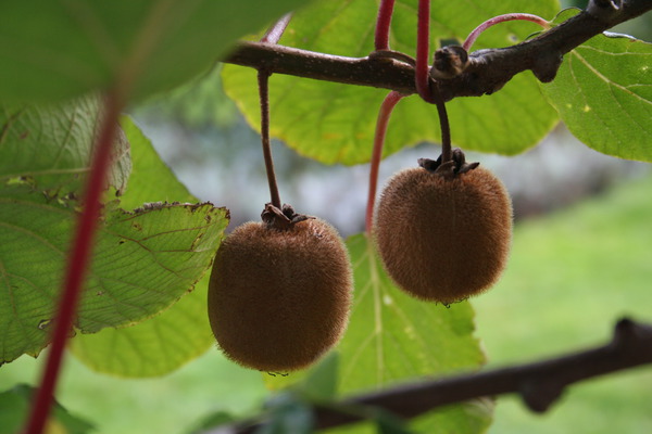 R&eacute;colte du kiwi Hayward Lubera