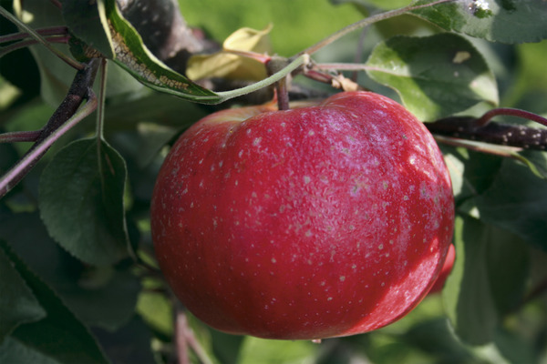 Pommes bonnes pour la sant&eacute; Redlove Era Lubera