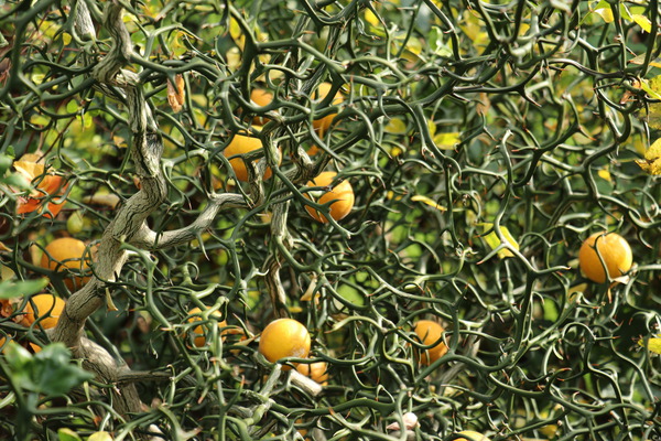Poncirus trifoliata, avec fruits, Hiverner les agrumes