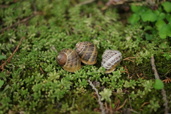 Hostas sans limaces, escargot petit-gris, Cornu aspersum