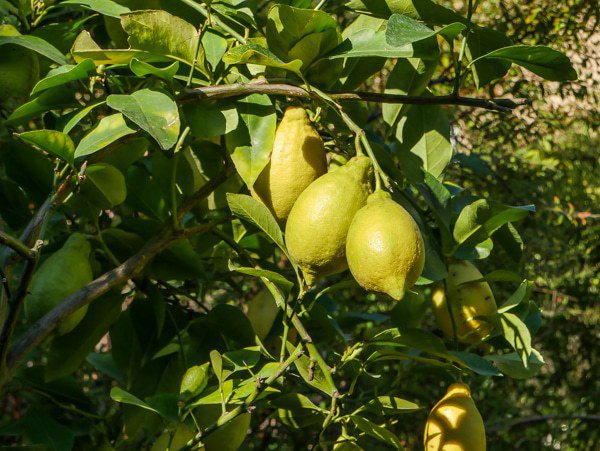 R&eacute;colte des citrons