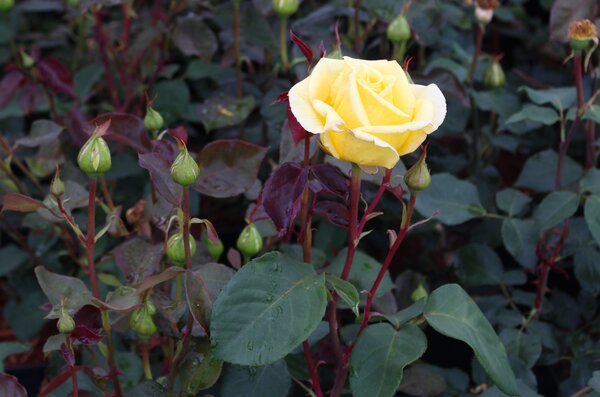 vari&eacute;t&eacute;s de rosiers, Rosier arbustif Gelber Duft