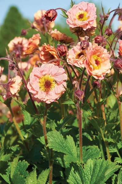 Geum x cultorum 'Mai Tai' -S-