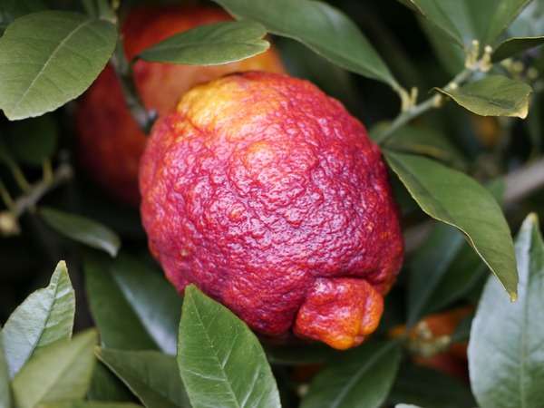 Hiverner les agrumes, citron gl&uuml;hwein