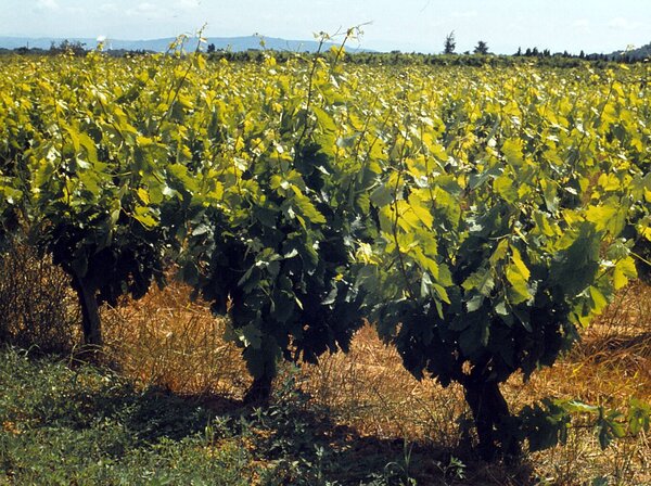 Cultiver la vigne, culture en gobelet, Bauer Karl, CC BY-SA 3.0 <https://creativecommons.org/licenses/by-sa/3.0>, via Wikimedia Commons