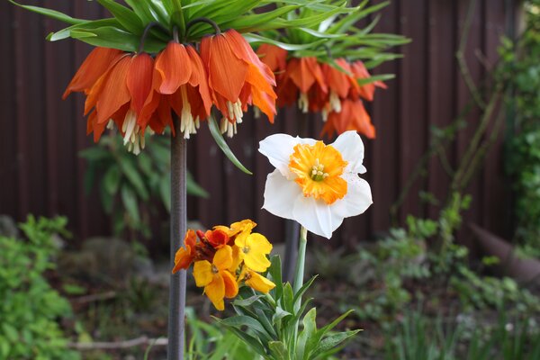 Girofl&eacute;es, Erysimum, bulbes de fleurs tulipes, narcisses, narcisses fritillaires imp&eacute;riales