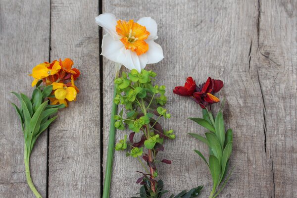 Girofl&eacute;es, Erysimum, bulbes de fleurs tulipes, narcisses, fritillaires imp&eacute;riales