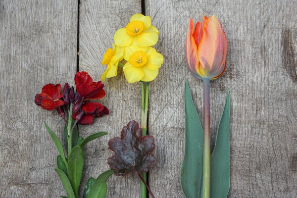 Girofl&eacute;es, Erysimum, bulbes de fleurs tulipes, narcisses, fritillaires imp&eacute;riales