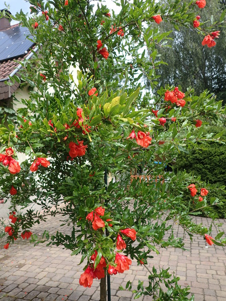 Grenadier en fleurs