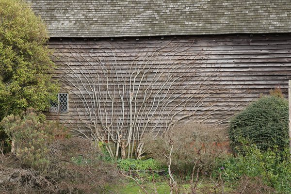 acheter un figuier unif&egrave;re, figuier en espalier Lubera