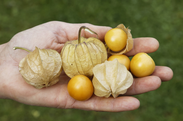Physalis Coquerets du P&eacute;rou &agrave; gros fruits, planter des physalis