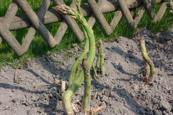 Asperges vertes Lubera&reg; VerteVite&reg;, cultiver des asperges, Lubera, Cultiver des asperges