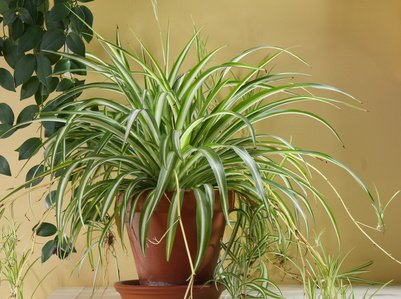 Plante-araign&eacute;e (<i>Chlorophytum comosum</i>)
