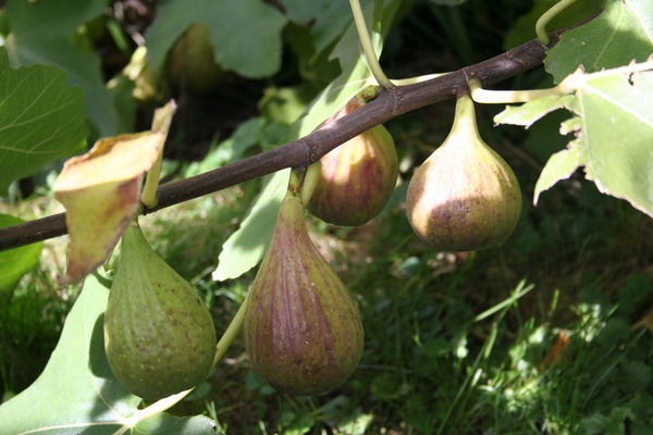 Taille estivale des figuiers Lubera Plusieurs fruits sur l&rsquo;arbre