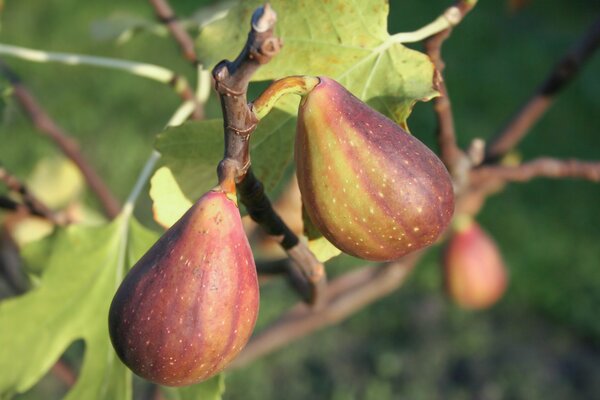 Figuier rustique : l&rsquo;une des meilleures vari&eacute;t&eacute;s