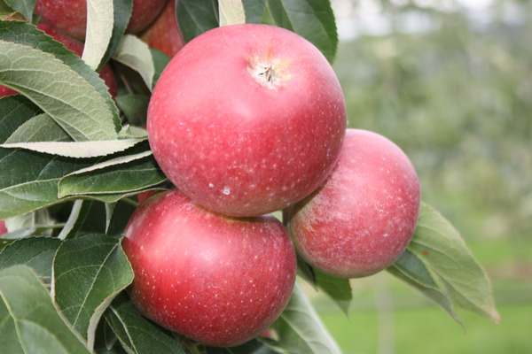vari&eacute;t&eacute;s de pommes sucr&eacute;es pommier Malini Dulcessa lubera