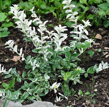 Jeune sujet de saule crevette (<i>Salix integra Hakuro Nishiki</i>)