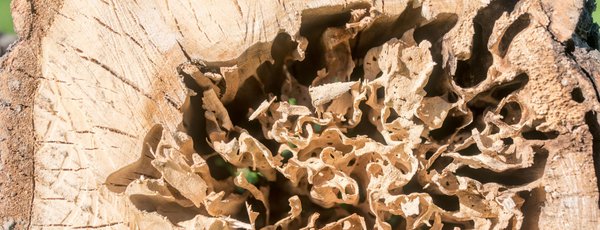 D&eacute;g&acirc;ts caus&eacute;s par le capricorne dues maisons