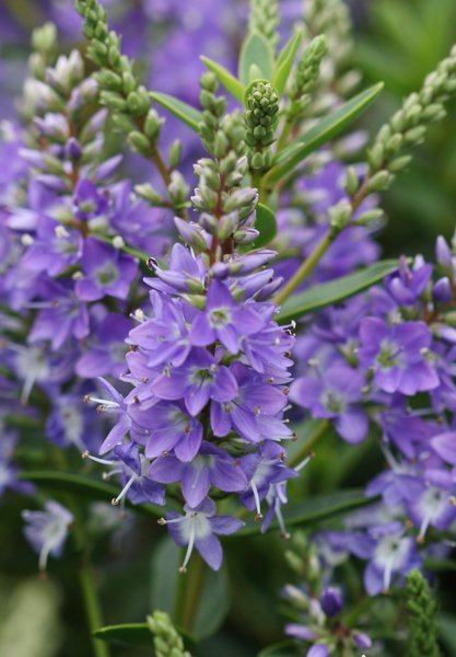 Hebe Garden Beauty Blue