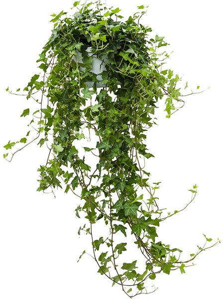Hedera helix 'Pittsburgh', Ranker Gr�n, im 17cm Topf, H�he 55cm, Breite 25cm