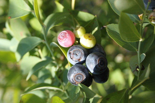 Fruits