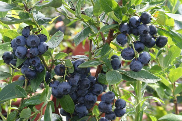 Myrtillier Duke Lubera