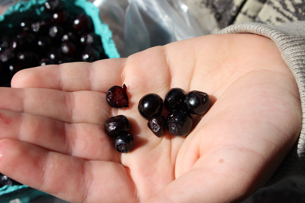 Super-aliment myrtilles Huckleberry Pacific Spear Lubera