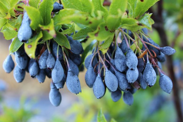 Fertiliser les myrtilliers myrtilles Blautropf Lubera