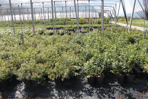Cultiver des myrtilliers parcelle d&rsquo;essais Lubera