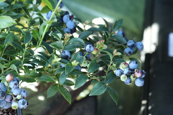 Cultiver des myrtilliers Myrtilliers fruits &agrave; maturit&eacute; fin juin Lubera