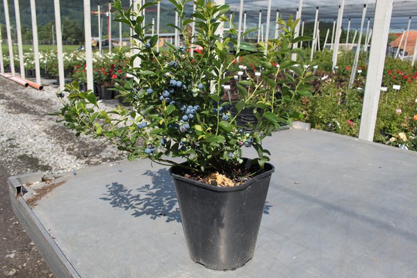 Cultiver des myrtilliers Myrtilliers compacts &agrave; fruits m&ucirc;rs