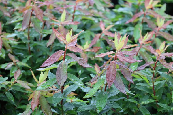Vari&eacute;t&eacute;s de myrtilliers Blautropf Lubera